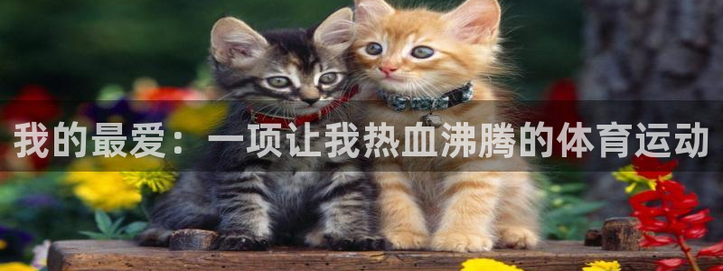 J9官方平台体育：我的最爱：一项让我热血沸腾的体育运